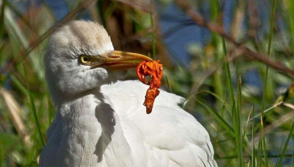 Balloon Ban Now In Force In All Over strand Municipal Nature Reserves