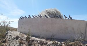 Gansbaai Posduifklub: Dit was ‘n besige week vir Duiwe-boere