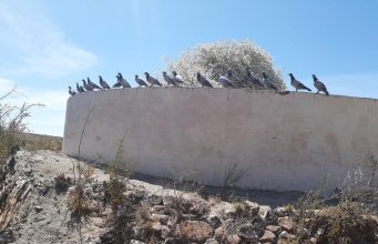 Gansbaai Posduifklub: Dit was ‘n besige week vir Duiwe-boere