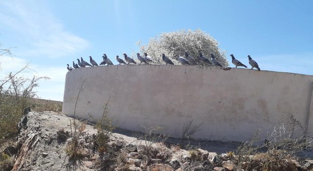 Gansbaai Posduifklub: Dit was ‘n besige week vir Duiwe-boere