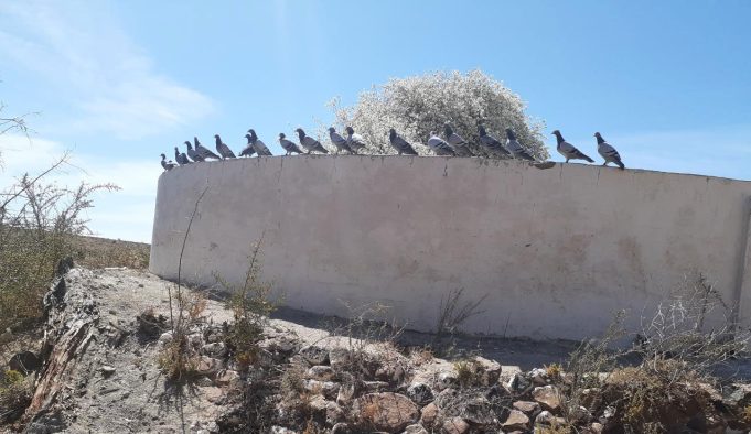 Gansbaai Posduifklub: Dit was ‘n besige week vir Duiwe-boere