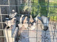 Gansbaai Posduifklub: Getrou soos ‘n duif qq