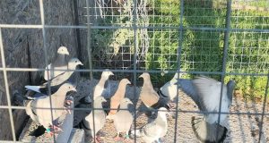 Gansbaai Posduifklub: Getrou soos ‘n duif qq