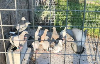 Gansbaai Posduifklub: Getrou soos ‘n duif qq