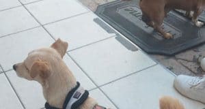 REMEMBER THE HEALTHY GOOD CONDITION DOG THAT WAS SEEMINGLY DUMPED, AFTER A “WALK” in De Kelders posted on WMGL group