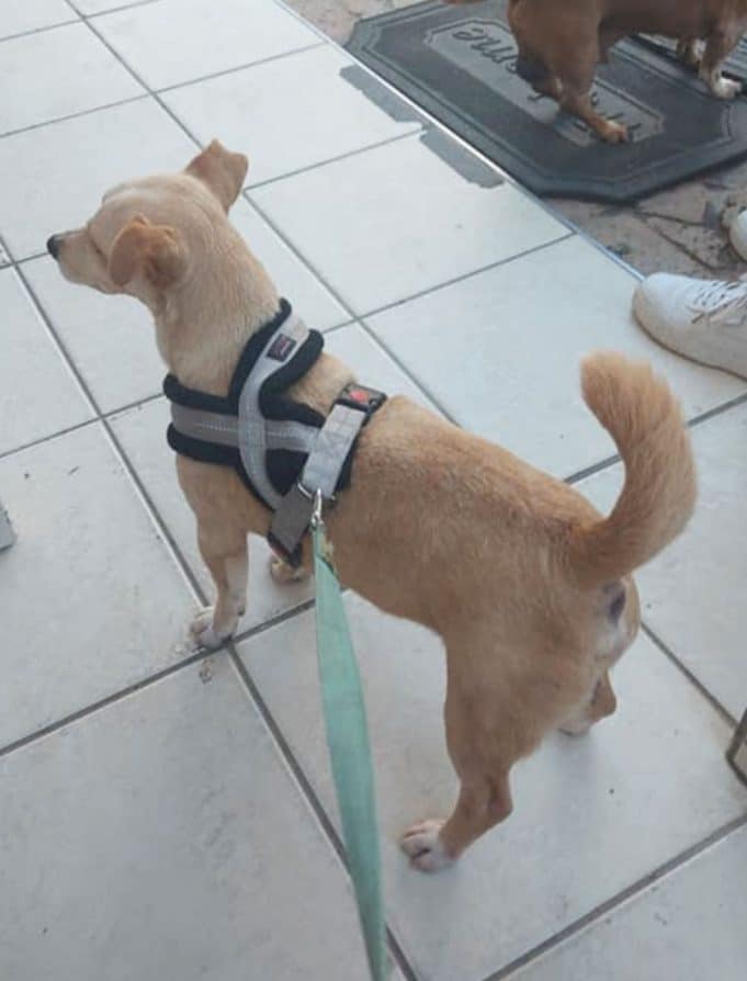 REMEMBER THE HEALTHY GOOD CONDITION DOG THAT WAS SEEMINGLY DUMPED, AFTER A “WALK” in De Kelders posted on WMGL group