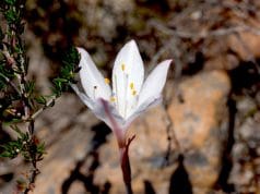 Brand new Fynbos species discovered