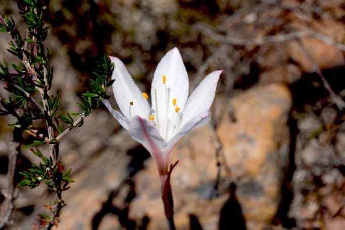 Brand new Fynbos species discovered