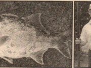 Toeka se koerantberigte