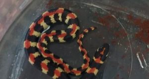 Kleurvolle Kousbandjie in De Kelders gevind