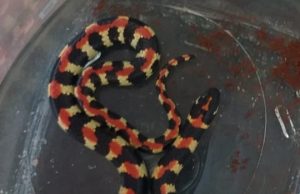 Kleurvolle Kousbandjie in De Kelders gevind