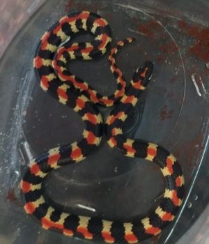 Kleurvolle Kousbandjie in De Kelders gevind