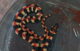 Kleurvolle Kousbandjie in De Kelders gevind